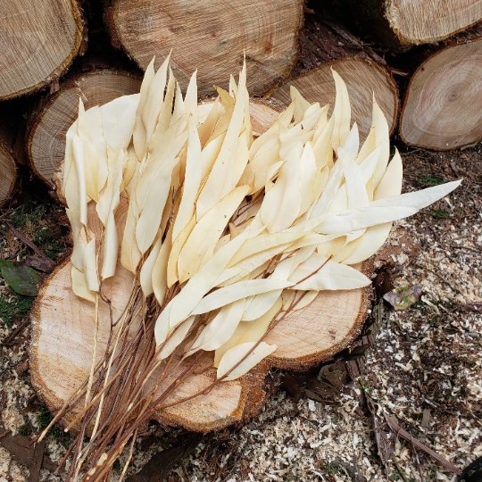 Preserved Willow Eucalyptus [Bleached] - BLOOMINGFUL - wedding, event, decor, gift, bouquet, arrangement, bridal, garland, fresh dried preserved artificial silk, birthday housewarming foliage