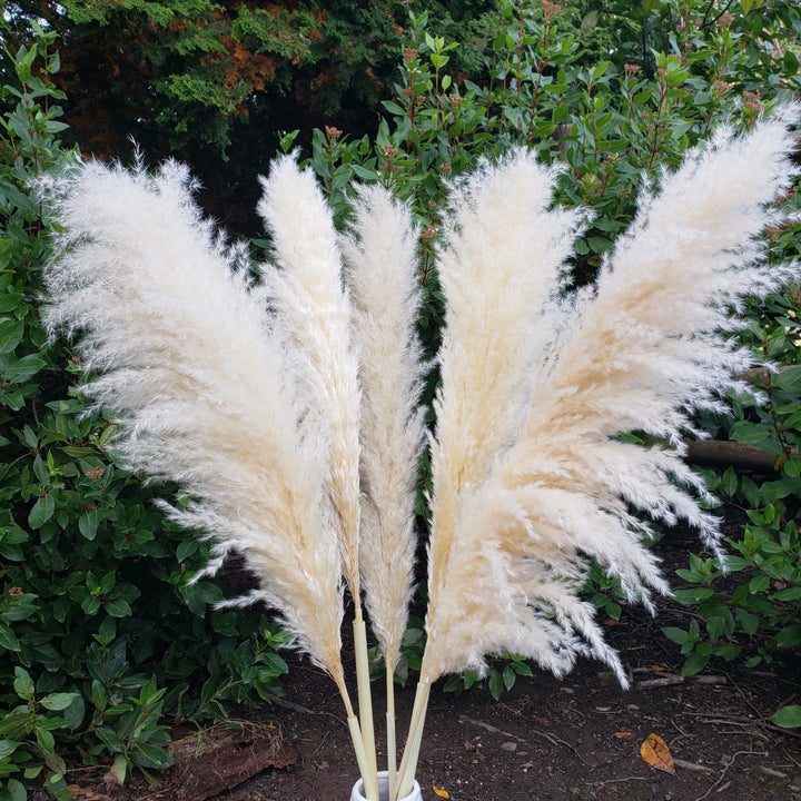 X-Large Dried Pampas Grass (3ft), Large Fluffy Plume - Natural Beige, Camel - BLOOMINGFUL - wedding, event, decor, gift, bouquet, arrangement, bridal, garland, fresh dried preserved artificial silk, birthday housewarming foliage