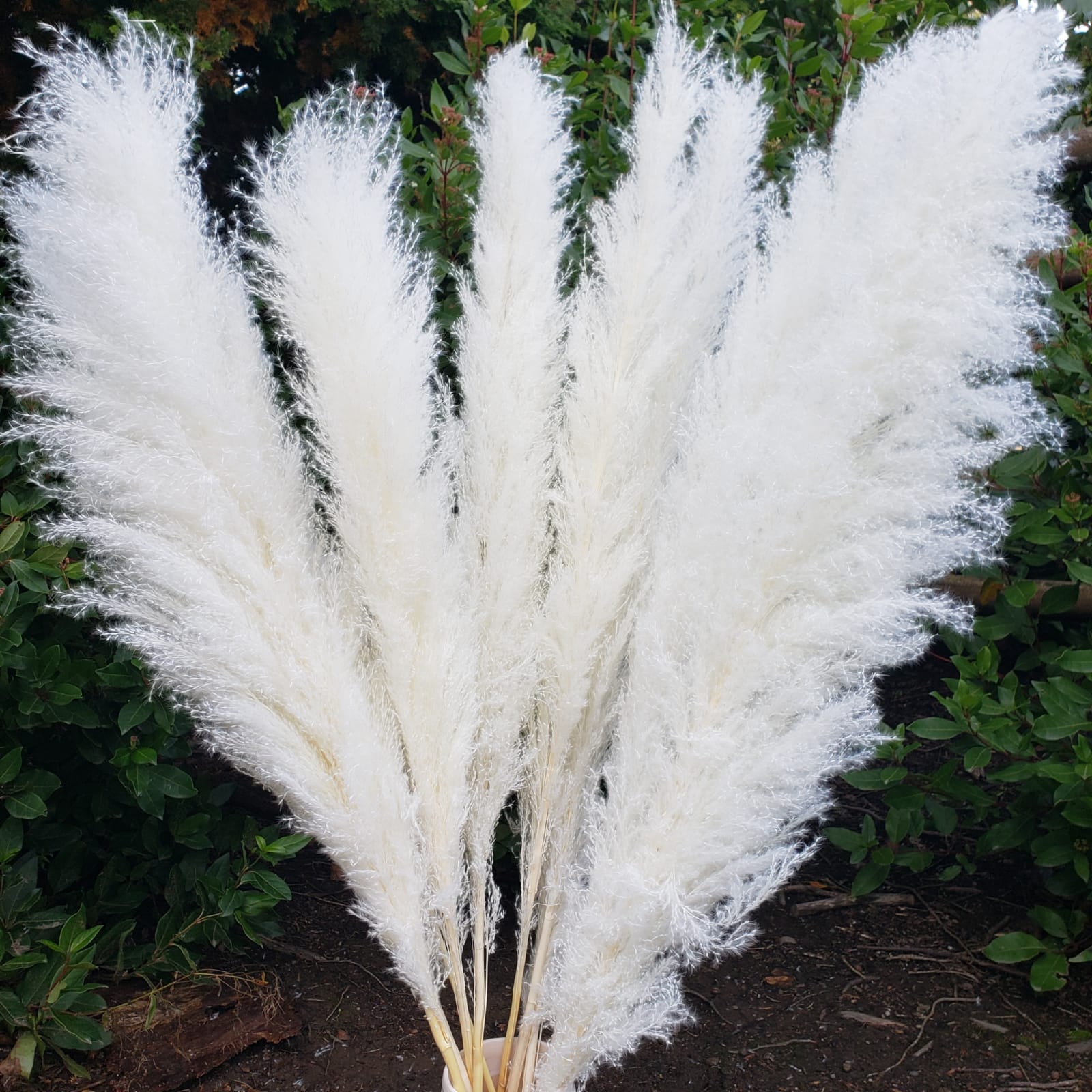 X-Large Dried Pampas Grass (3ft), Large Fluffy Plume - White - BLOOMINGFUL - wedding, event, decor, gift, bouquet, arrangement, bridal, garland, fresh dried preserved artificial silk, birthday housewarming foliage
