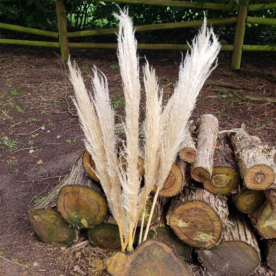 XL PAMPAS GRASS, DRIED [Natural Beige, 3-4 feet] - BLOOMINGFUL - wedding, event, decor, gift, bouquet, arrangement, bridal, garland, fresh dried preserved artificial silk, birthday housewarming foliage